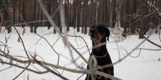 一只纯种狗坐在冬天的松树林里，在树枝后面吠叫