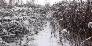 在冬天的一天，在被雪覆盖的灌木丛中行走的慢镜头