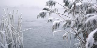 冬天的河流和芦苇生长在岸边的雪花在缓慢的运动