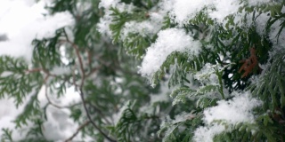 在雪花之间的雪松树枝的特写镜头在一个缓慢的动作拍摄