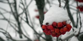 一束红色的rowanberry在冬季森林的宏观和雪花飘落的慢镜头
