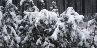 近距离看被雪覆盖的松树树枝，雪花在缓缓飘落