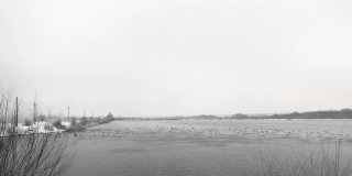 在一个没有阳光的冬日里，一群鸟儿在湖边缓缓地飞翔
