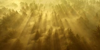 在日出时飞过雾蒙蒙的森林。美丽的童话森林。初升的太阳照射在薄雾笼罩的森林里的树梢。空中拍摄