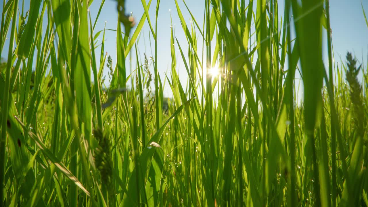 绿草如茵，带着露珠。春天的清晨，阳光从草梗中穿透。春天来了。HDR滑块拍摄探头镜头，4K