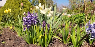 水仙花和普通的风信子的混合物。花园里有黄色的水仙花，蓝色的风信子。多种多样的春花种植。家花园里的花坛。美丽的春天的背景