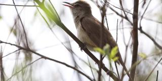 一只林莺在树丛中唱着春天的歌的特写