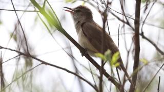 一只林莺在树丛中唱着春天的歌的特写视频素材模板下载