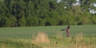 春天的早晨，布谷鸟在慢镜头中飞翔