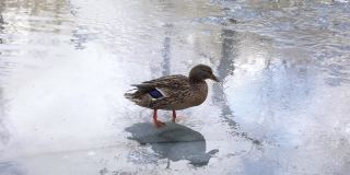 一只孤独饥饿的野鸭走在湖面上寻找食物。饥饿的鸟在冬天生活。动物生活在严酷寒冷的季节