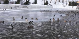 冬天鸭子在城市的池塘里游泳。冬天，一群鸟在结冰的池塘上。动物生活在城市严酷寒冷季节的环境中。