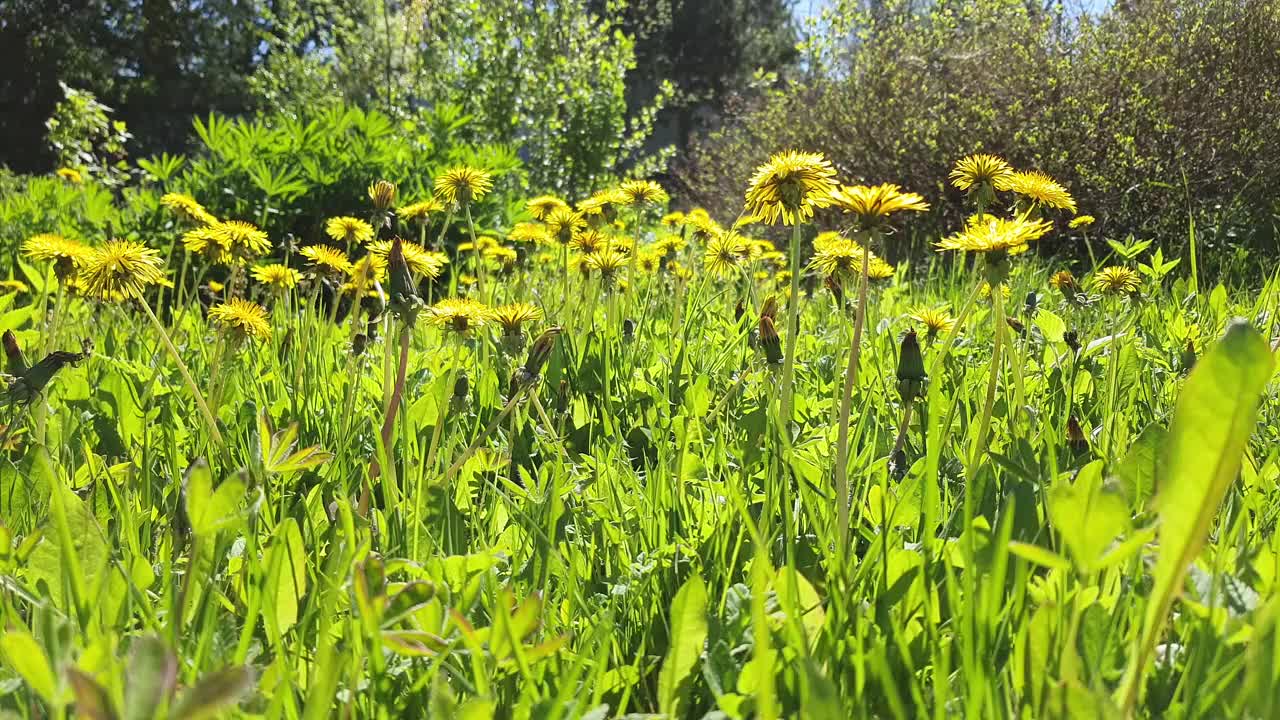 黄色的蒲公英。鲜亮的蒲公英花朵点缀在绿色的春日草地上。田野在一个夏日阳光明媚的日子。
