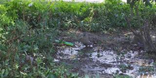 两只鸽子在公园的树荫下饮用水管里的水