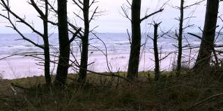 从悬崖上的森林观察大风天的巨浪海滩景观