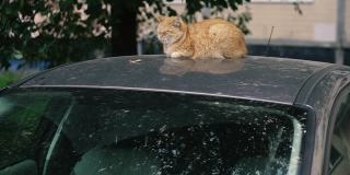 姜的猫。一只姜黄色的猫坐在车顶上。