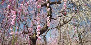 在美丽的梅花树下散步