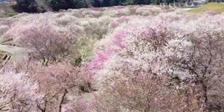 空中飞过数千棵五彩缤纷的梅花树