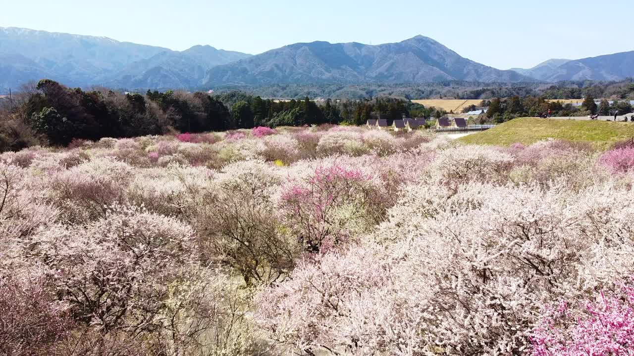 空中向后飞行，飞过千姿百色的梅花树