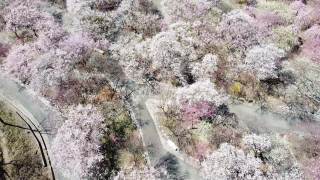 在数千棵多彩的梅花树上向上倾斜视频素材模板下载