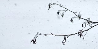 桤木枝在下雪时