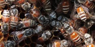 概念蜜蜂，蜂房，蜂蜡，蜜蜂栖息地，蜂巢，大蜜蜂，增加蜂蜜生产从苍蝇或蜜蜂。激励养蜂