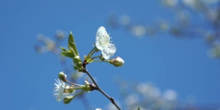小白樱花在晴朗的天空下摇曳