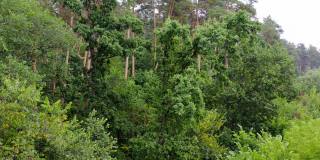 夏日奇妙的森林。林地中高大的绿色松树。美丽的大自然。树木的背景。照相机上升。