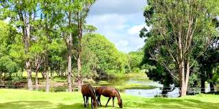 两匹马在郁郁葱葱的草地上吃草