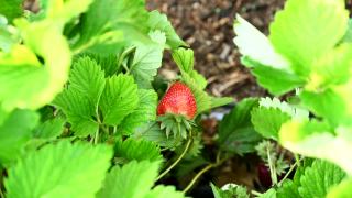 园丁在花园里摘草莓。农民在收获季节提供新鲜的有机水果。视频素材模板下载