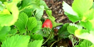 园丁在花园里摘草莓。农民在收获季节提供新鲜的有机水果。