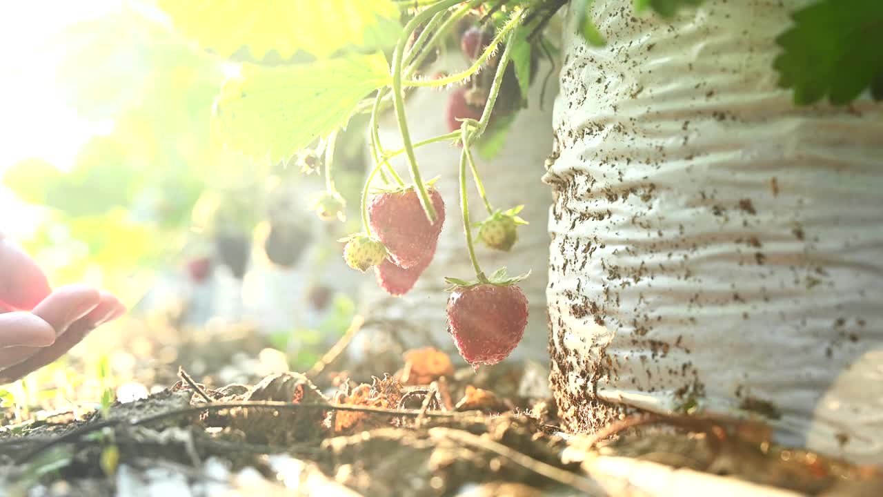 园丁在花园里摘草莓。农民在收获季节提供新鲜的有机水果。