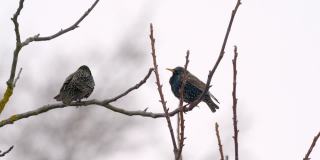 冬天在树枝上的椋鸟