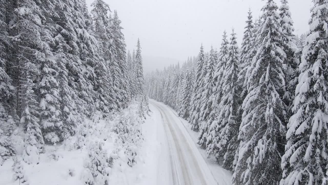 冬季空中旅行在积雪覆盖的松树林地。在山上滑雪度假。