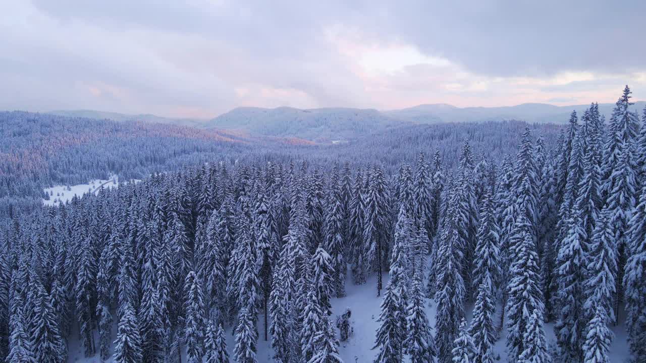 冬季的空中翱翔在白雪覆盖的松树林地上。在山上滑雪度假。