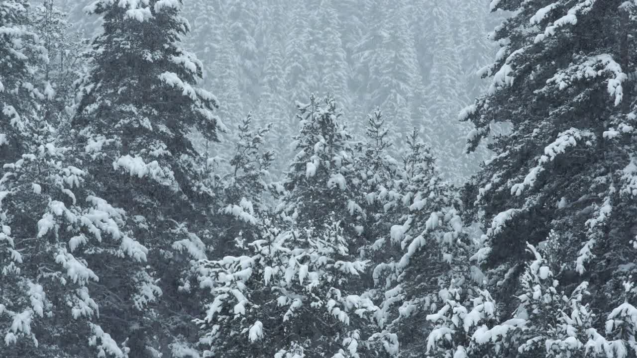 冬天的风景。山上的松树被厚厚的白雪覆盖的特写镜头。下雪。