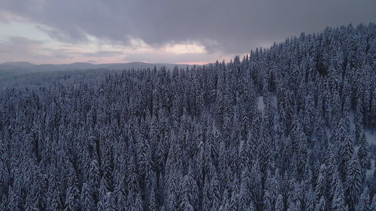 冬季的空中翱翔在白雪覆盖的松树林地上。在山上滑雪度假。