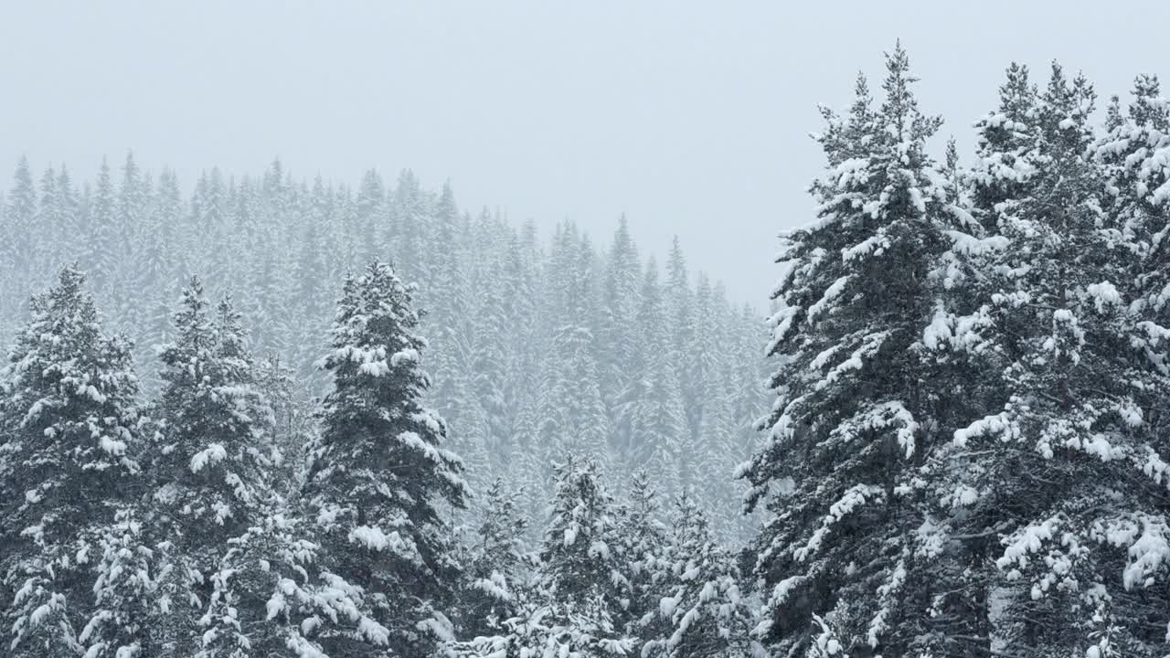 冬天的风景。山上的松树被厚厚的白雪覆盖的特写镜头。下雪。