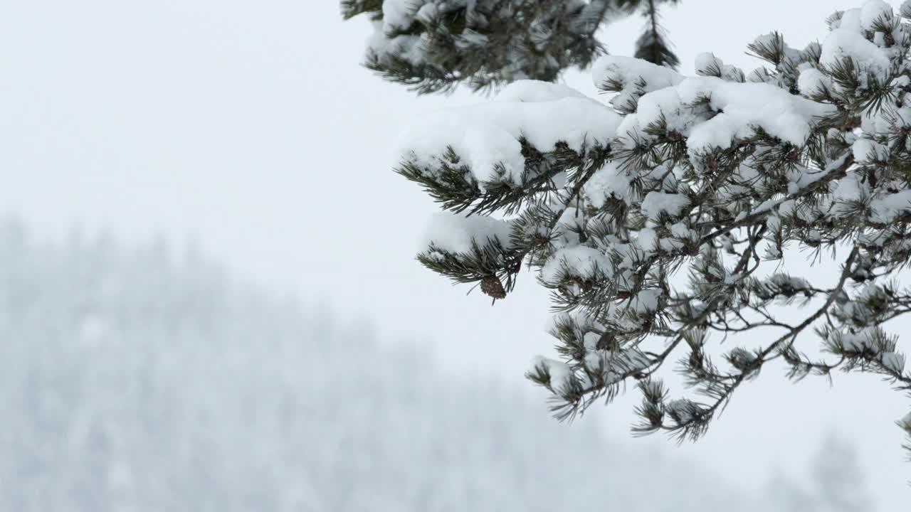 冬天的风景。山上的松树被厚厚的白雪覆盖的特写镜头。下雪。