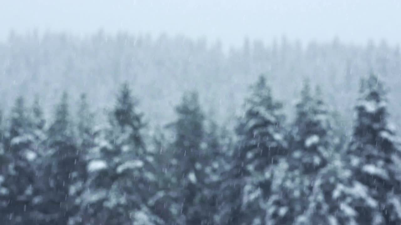 冬天的风景。山上的松树被皑皑白雪覆盖的特写镜头。下雪。