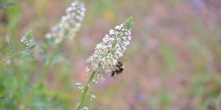 大黄蜂飞来飞去，从一种植物到另一种植物收集花粉。