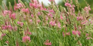 朵朵粉红色的草地花在风中摇曳。春天