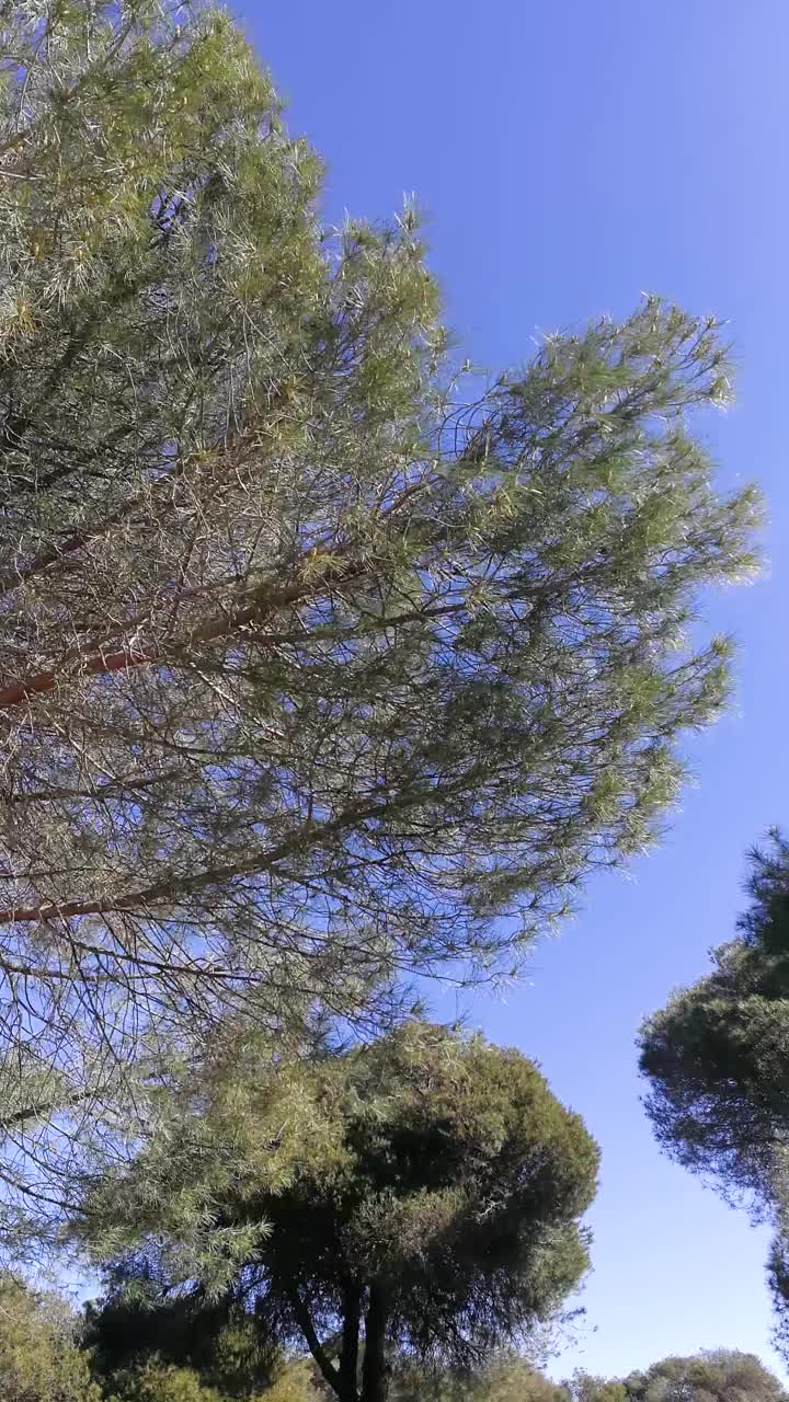 在西班牙马德里的一个公园里有风的下午