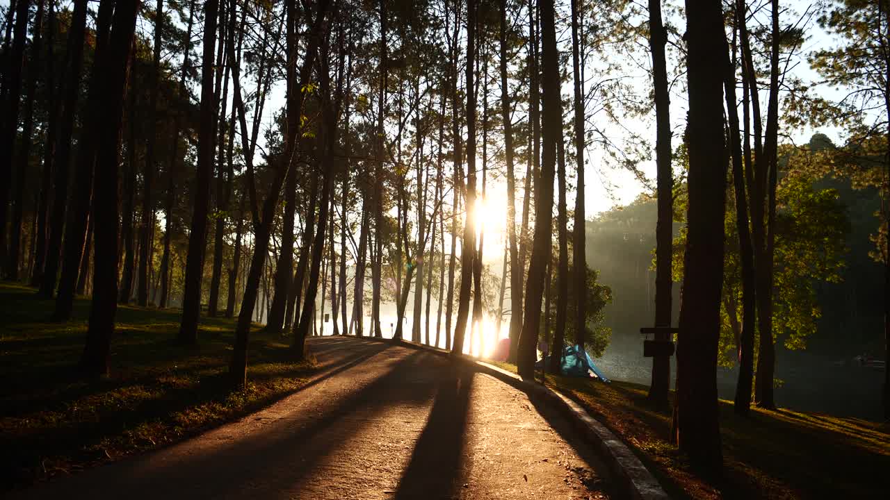 阳光穿过树阳光光线透镜闪耀美丽的阳光令人惊叹的风景美丽的自然早晨宁静。被光线照射的松树林地日出的自然现象