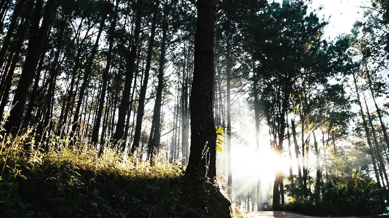 阳光穿过树阳光光线透镜闪耀美丽的阳光令人惊叹的风景美丽的自然早晨宁静。被光线照射的松树林地日出的自然现象