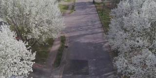 春天的街道上，梨树成行