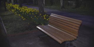 公园里一条长凳和盛开的黄色水仙花