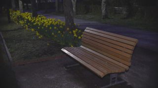 公园里一条长凳和盛开的黄色水仙花视频素材模板下载