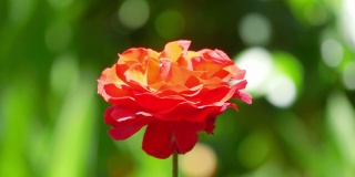 花园里的一朵红玫瑰，4k慢镜头，60fps