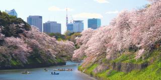 日本东京千鸟渊公园，樱花花瓣飘落