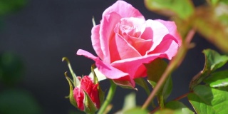 花园里的粉红玫瑰，慢镜头180帧/秒